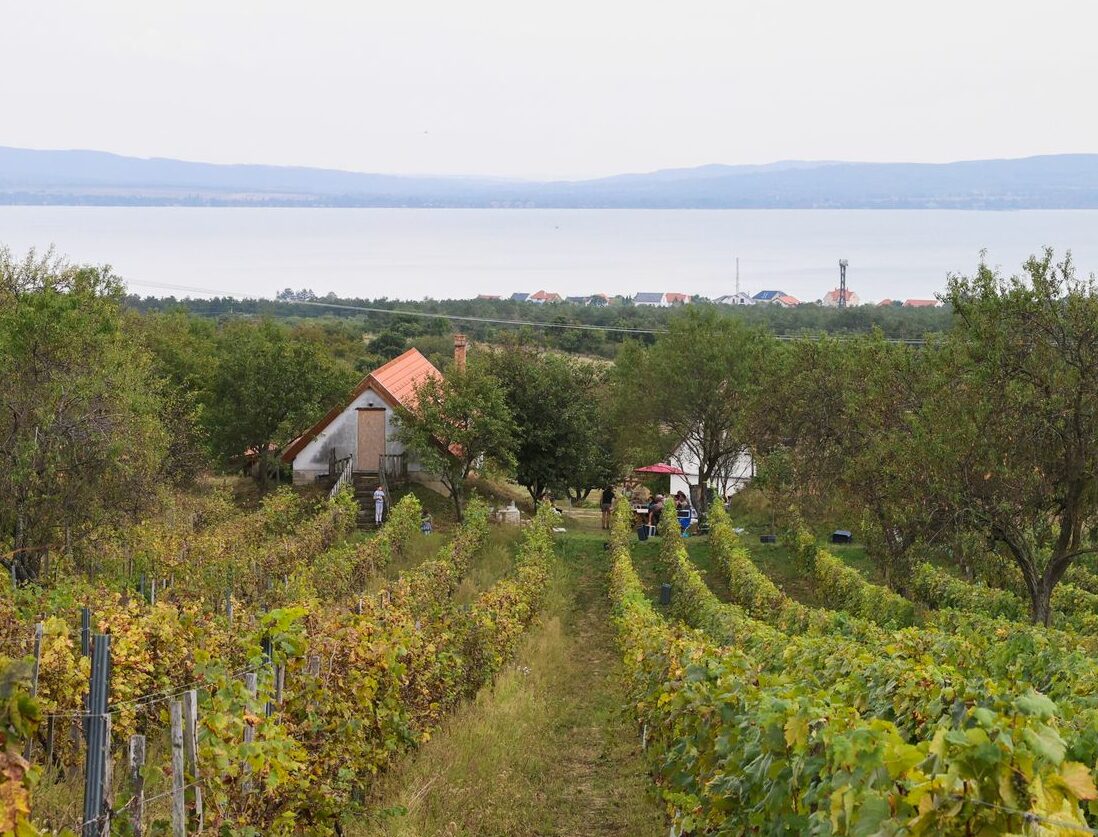 Fülei Pince szüret 2024.09.14.